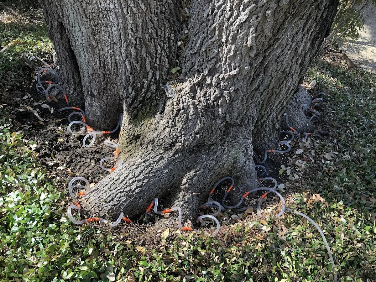 Detailed Tree Cabling and Bracing job site in Powers Lake
